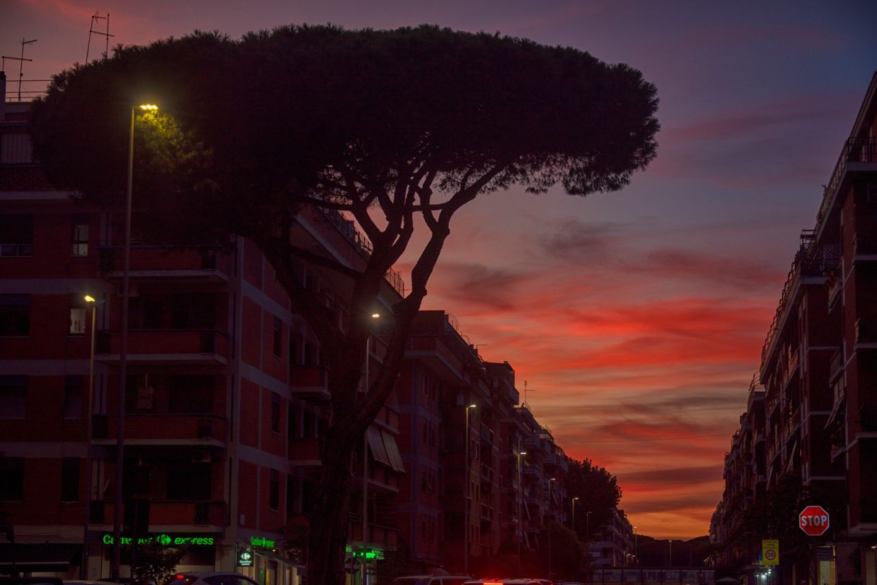 Fragili come i pini: il destino della natura e dell�Uomo